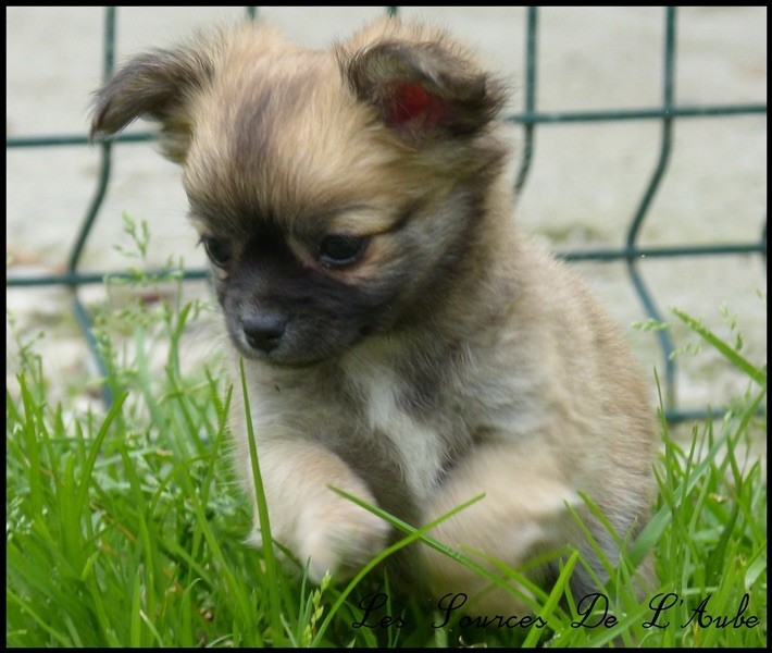 Mademoiselle millie des Sources de l'Aube