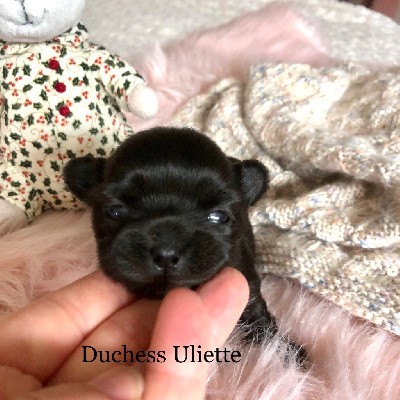 Upon a Time Duchess Uliette 