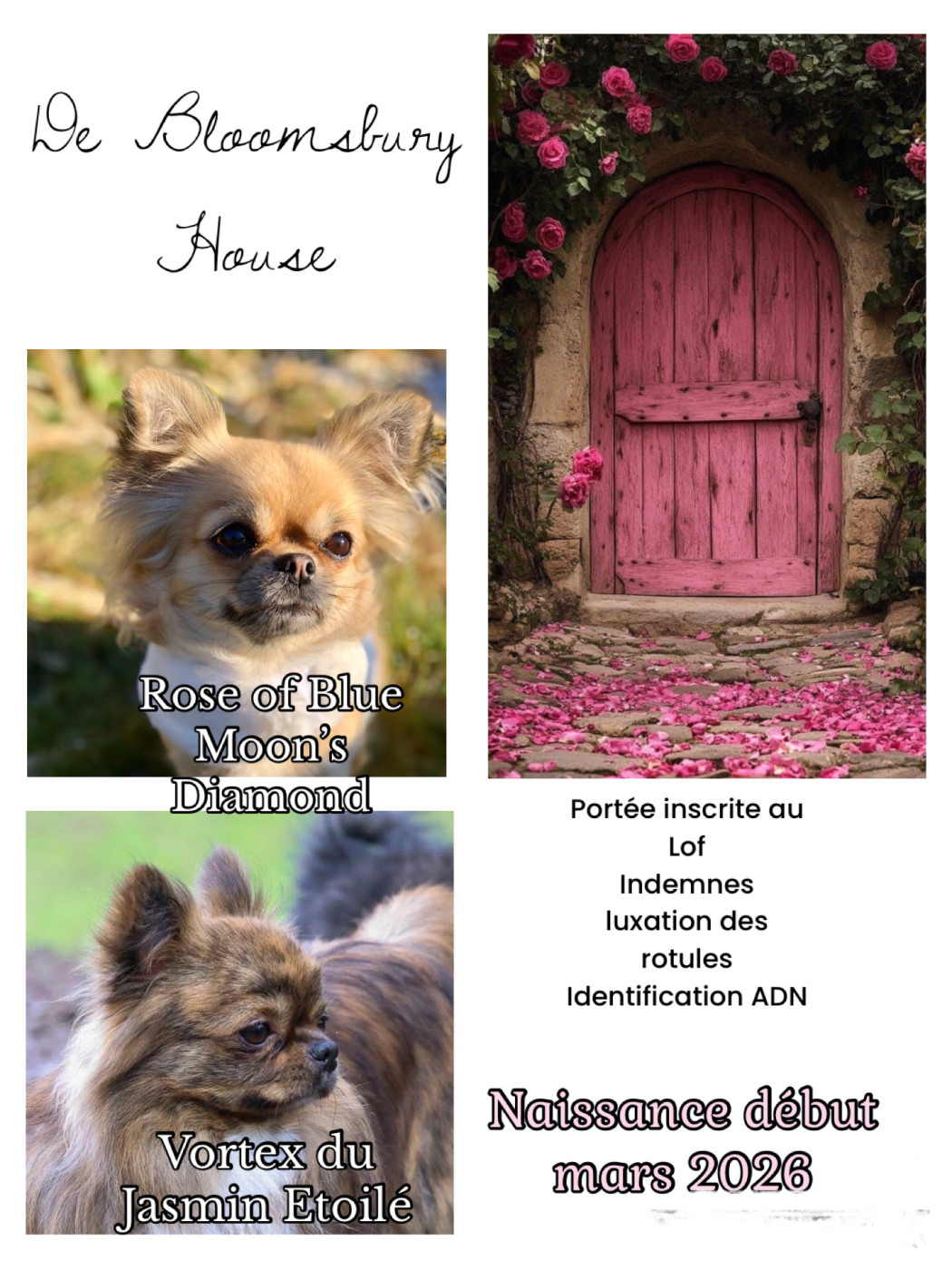 Gestation 1er trimestre 2026