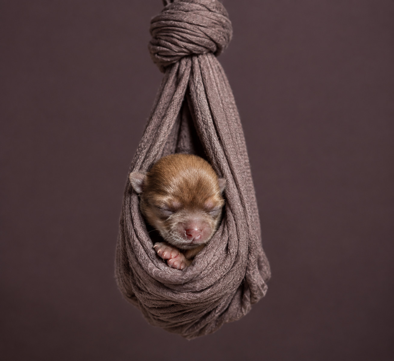 Puppy coming soon