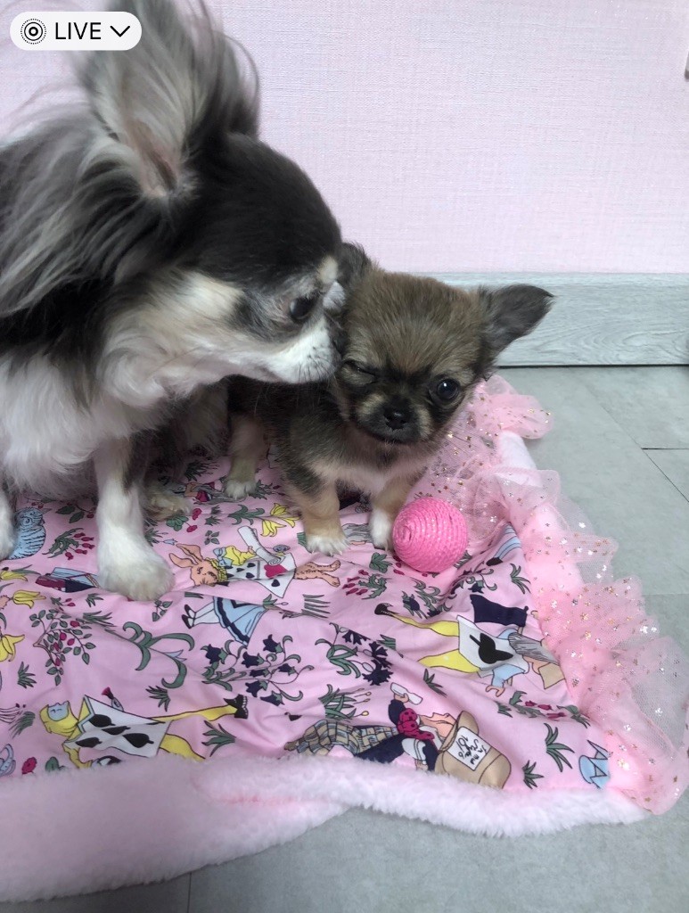 Disponibles 1 chiot et 1 femelle adulte 