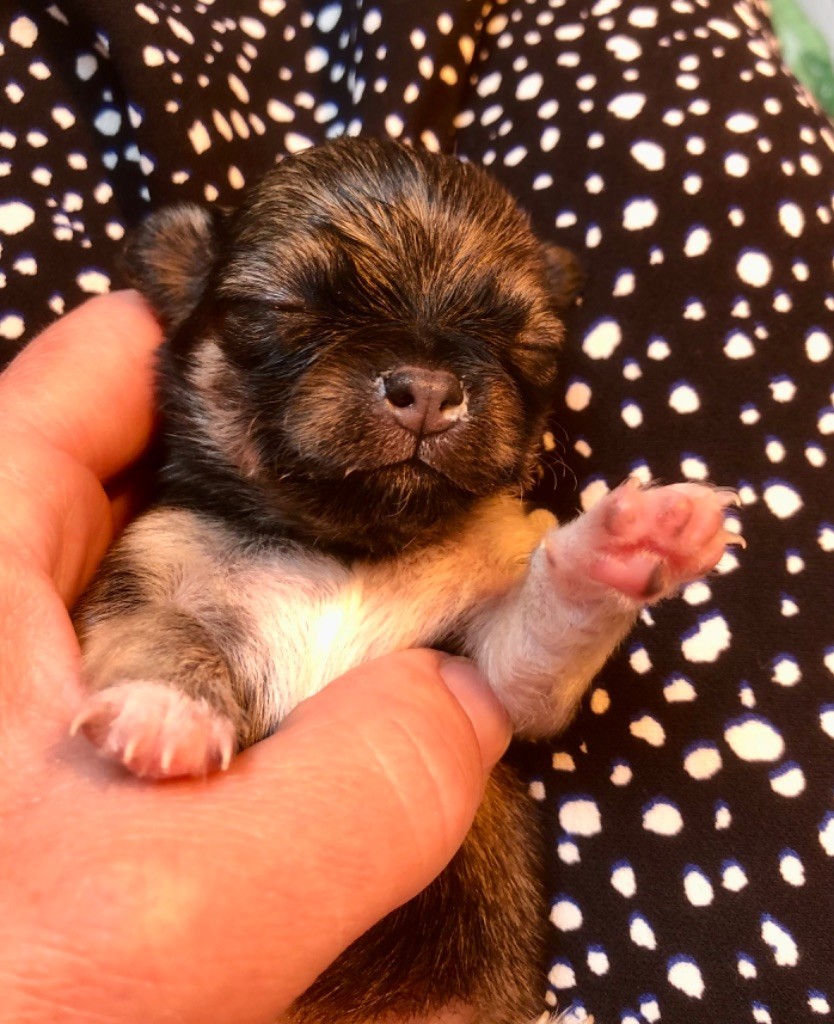 De Bloomsbury House - Chiots disponibles - Chihuahua