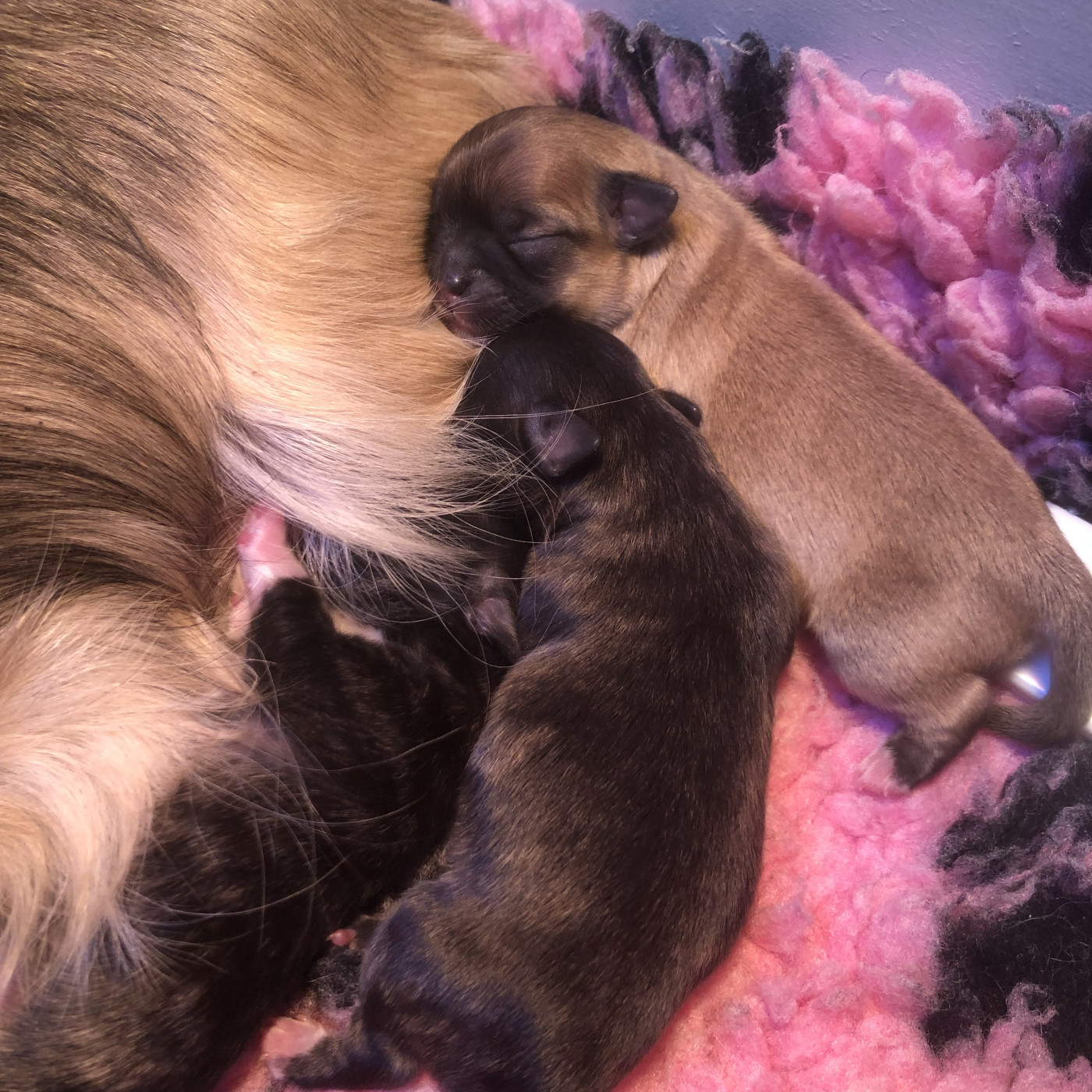 Chiot Chihuahua De Bloomsbury House