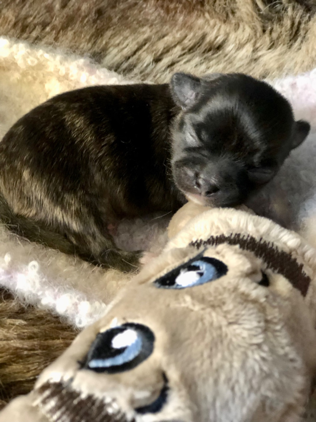 De Bloomsbury House - Chiots disponibles - Chihuahua