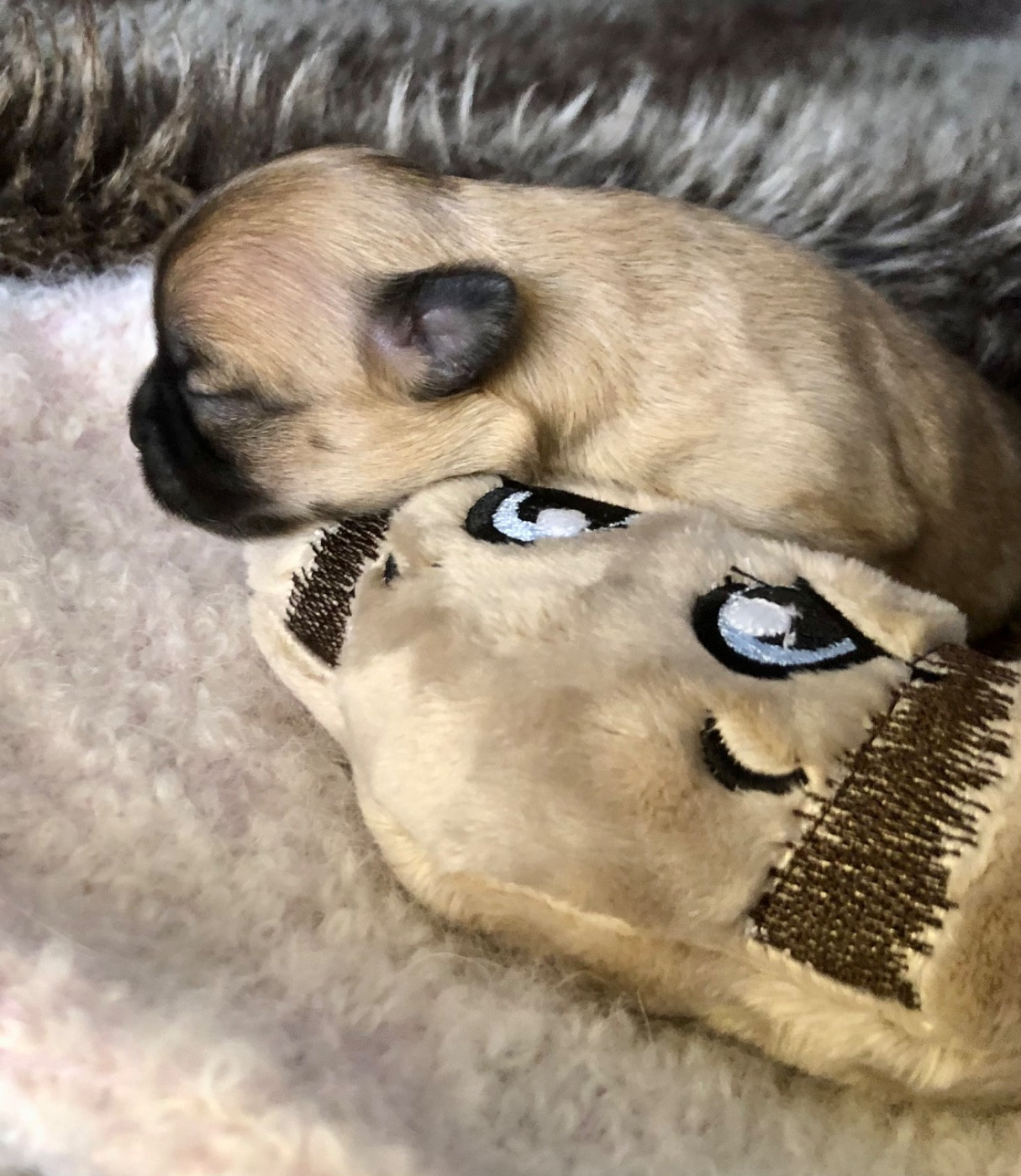 De Bloomsbury House - Chiots disponibles - Chihuahua