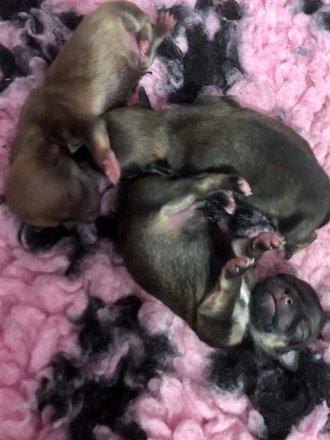 De Bloomsbury House - Chihuahua - Portée née le 22/03/2026