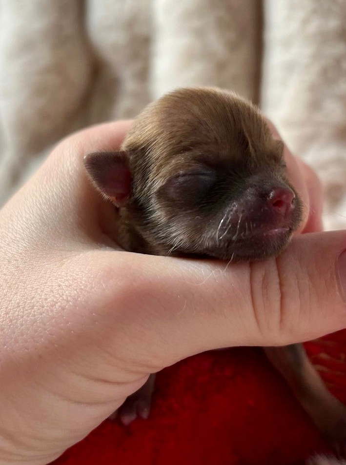 De Bloomsbury House - Chiots disponibles - Chihuahua