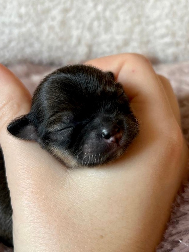 De Bloomsbury House - Chiots disponibles - Chihuahua