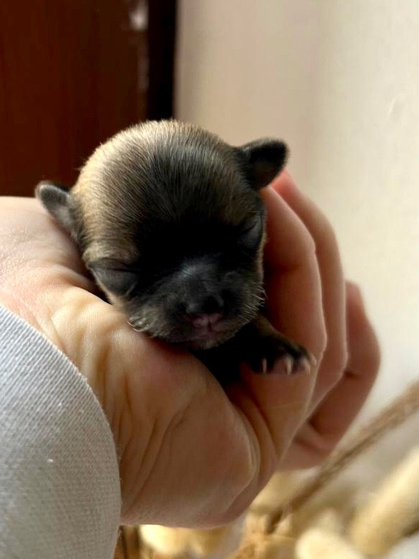 De Bloomsbury House - Chiots disponibles - Chihuahua