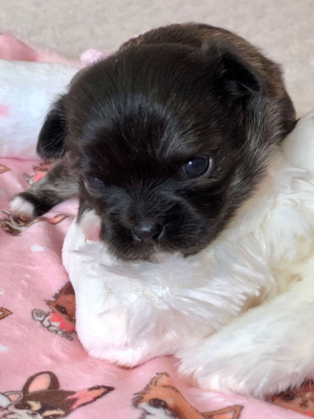 De Bloomsbury House - Chiots disponibles - Chihuahua