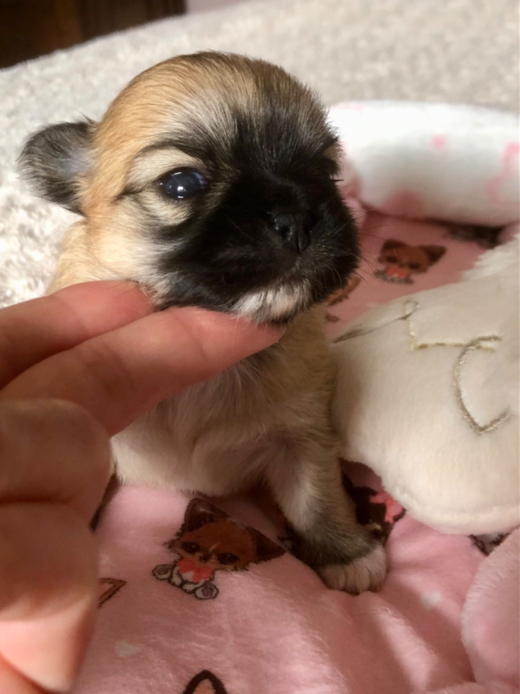 De Bloomsbury House - Chiots disponibles - Chihuahua