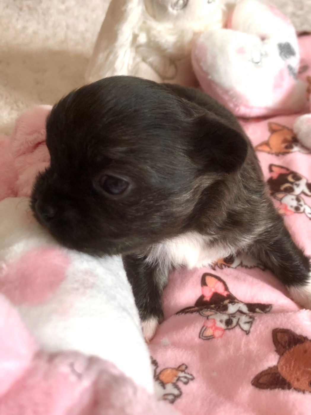 De Bloomsbury House - Chiots disponibles - Chihuahua