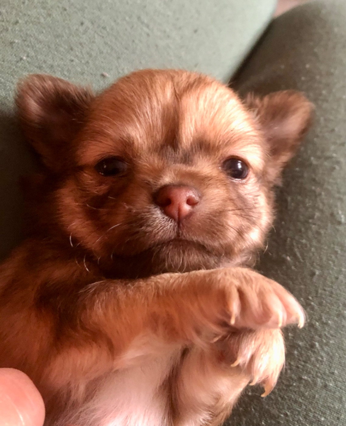 De Bloomsbury House - Chiots disponibles - Chihuahua