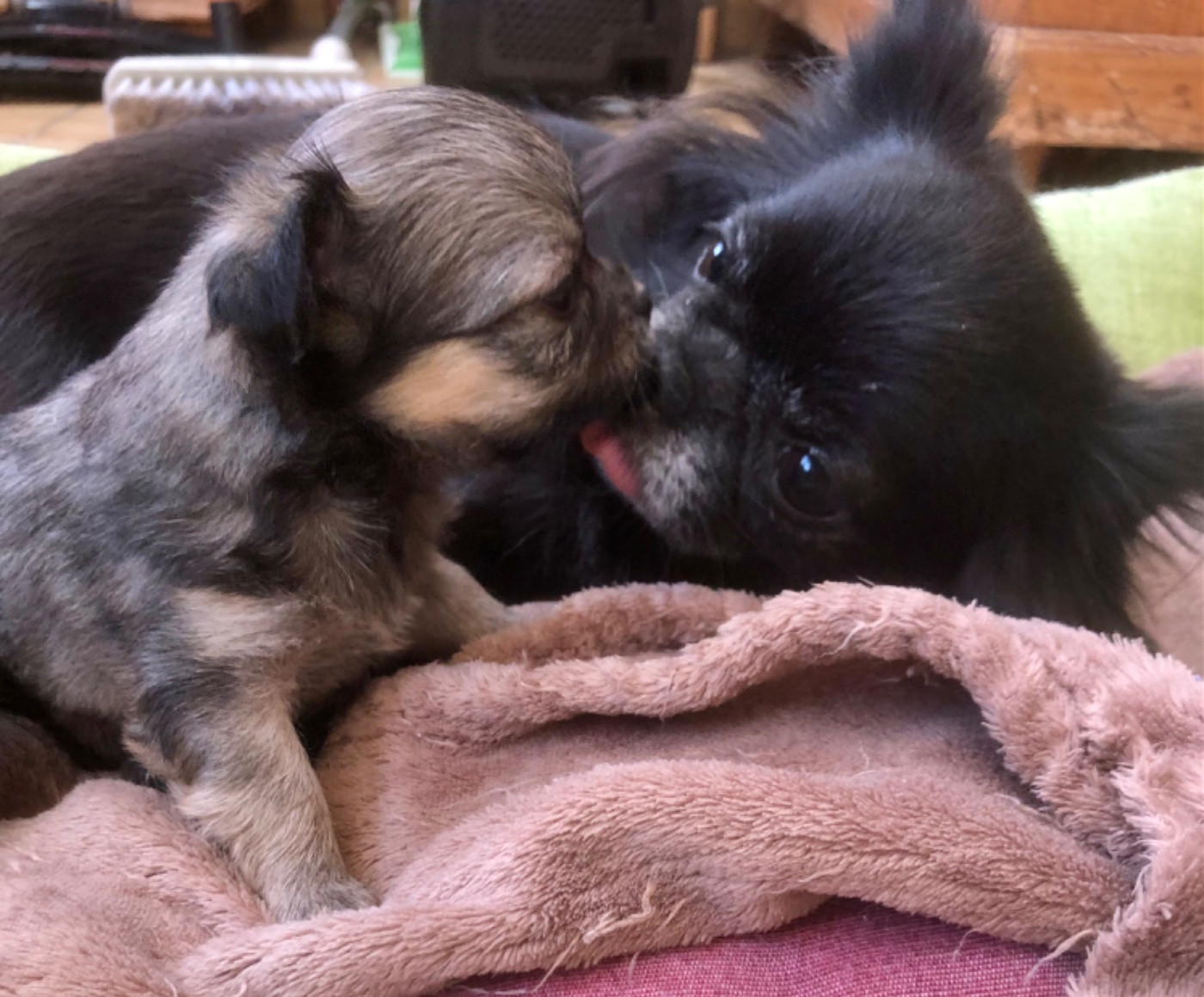De Bloomsbury House - Chiots disponibles - Chihuahua