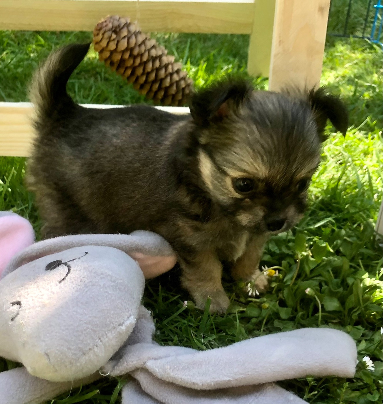 De Bloomsbury House - Chiots disponibles - Chihuahua
