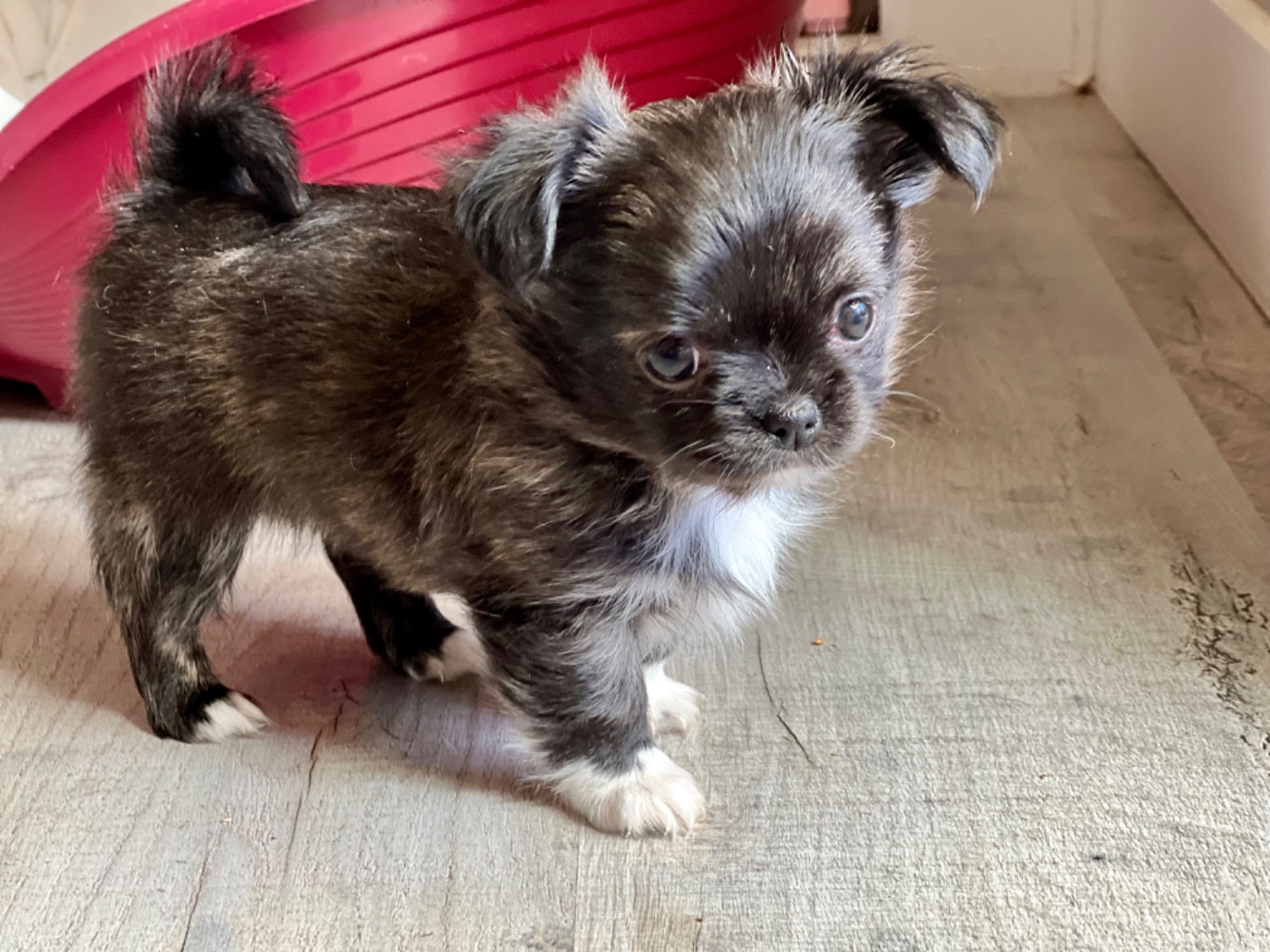 De Bloomsbury House - Chiots disponibles - Chihuahua