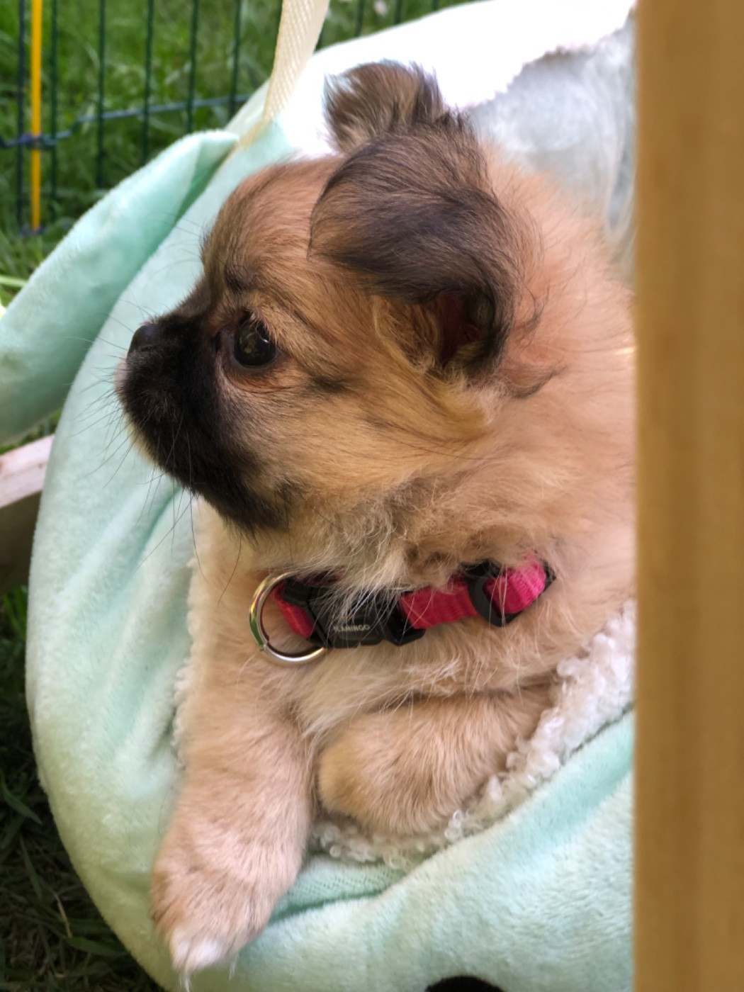 De Bloomsbury House - Chiots disponibles - Chihuahua