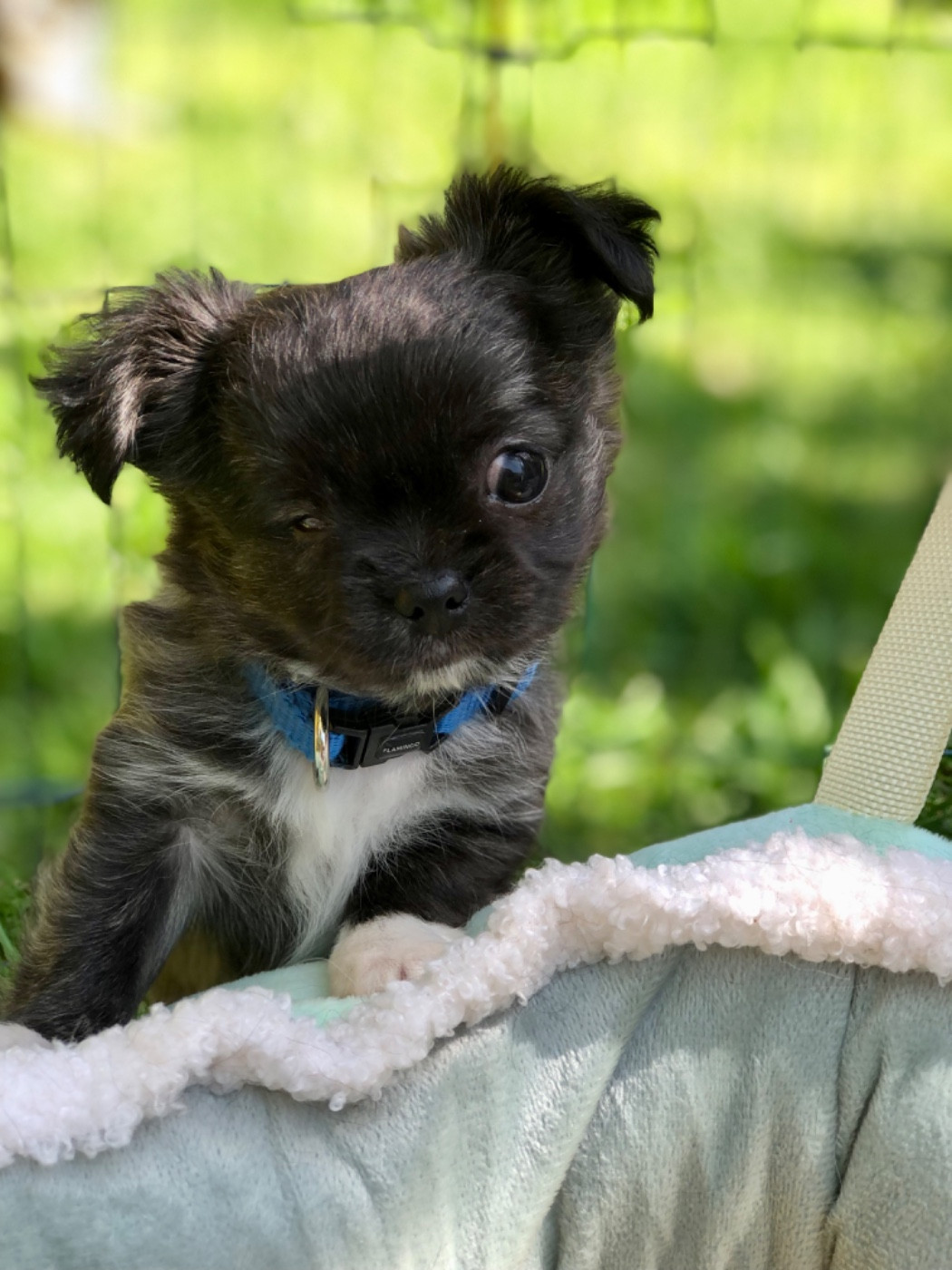 De Bloomsbury House - Chiots disponibles - Chihuahua