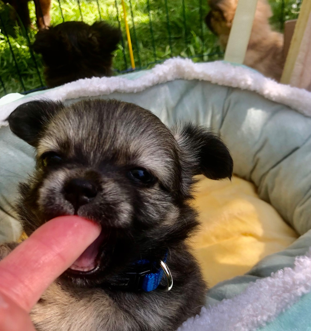De Bloomsbury House - Chiots disponibles - Chihuahua