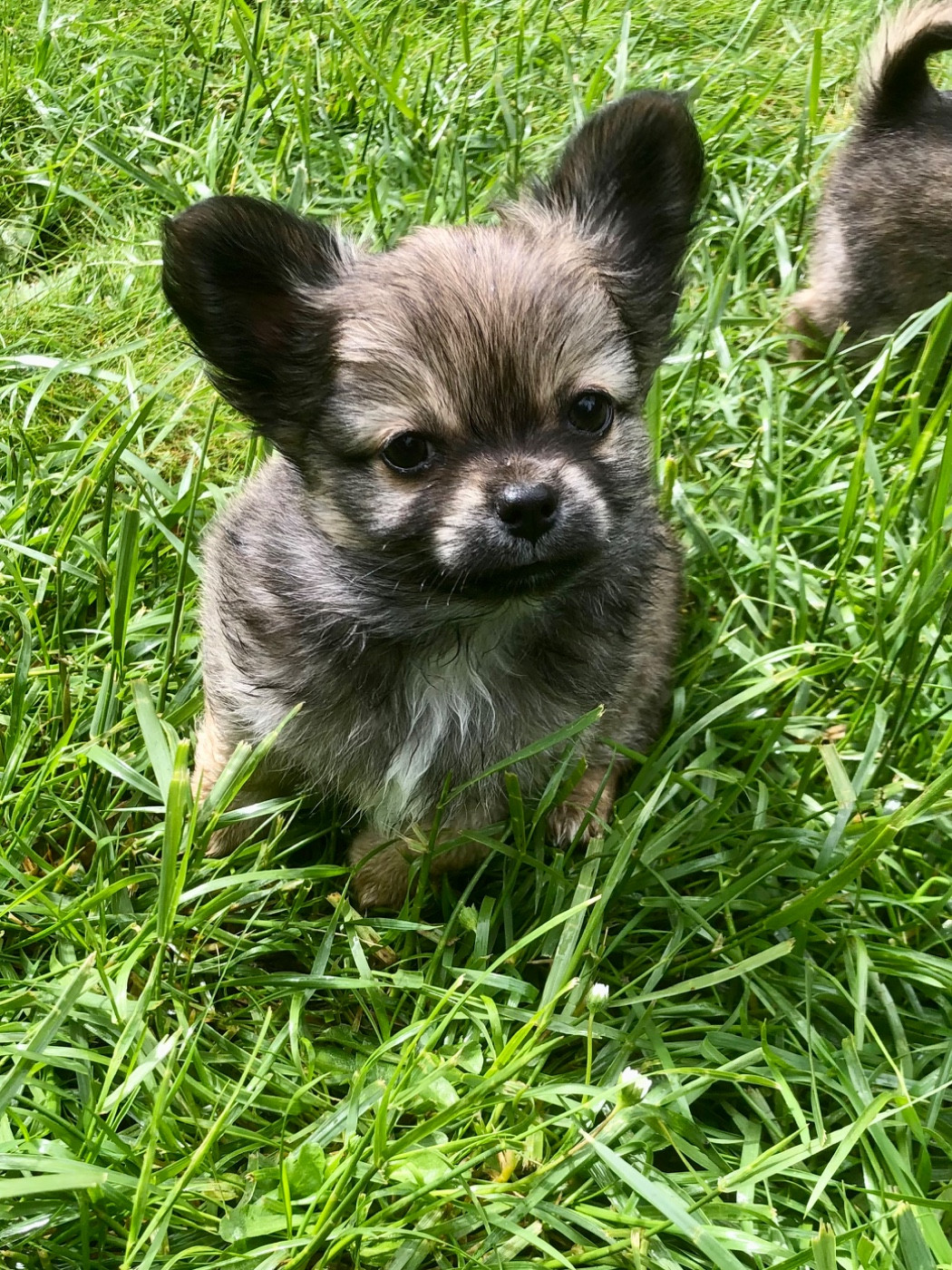 De Bloomsbury House - Chiots disponibles - Chihuahua