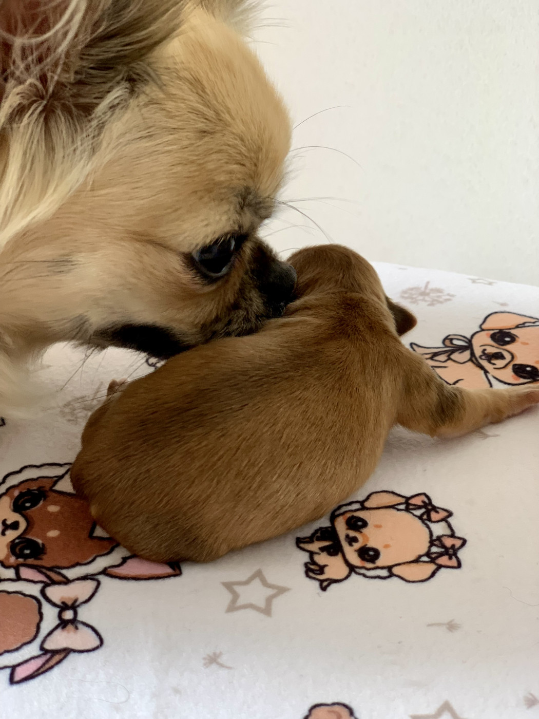 Chiot Chihuahua De Bloomsbury House