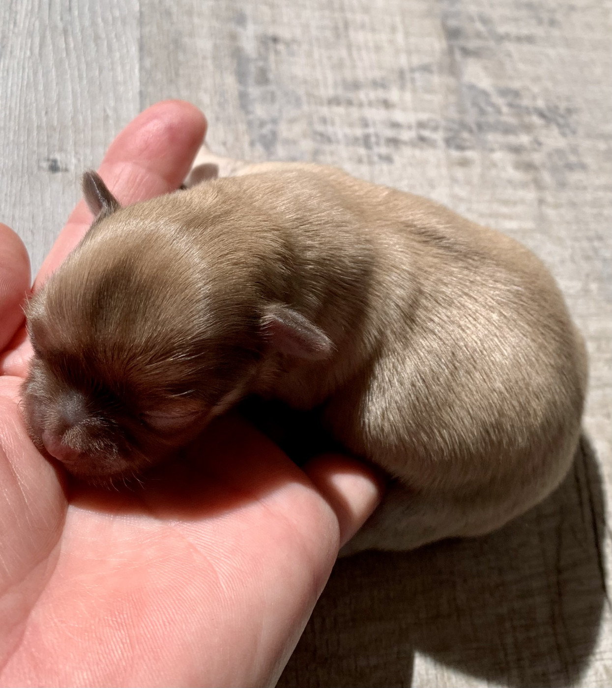 De Bloomsbury House - Chiots disponibles - Chihuahua