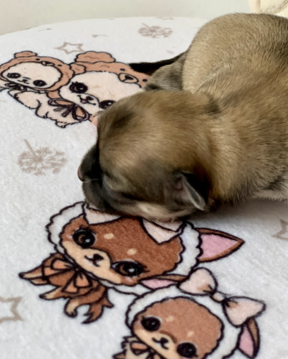 De Bloomsbury House - Chiots disponibles - Chihuahua