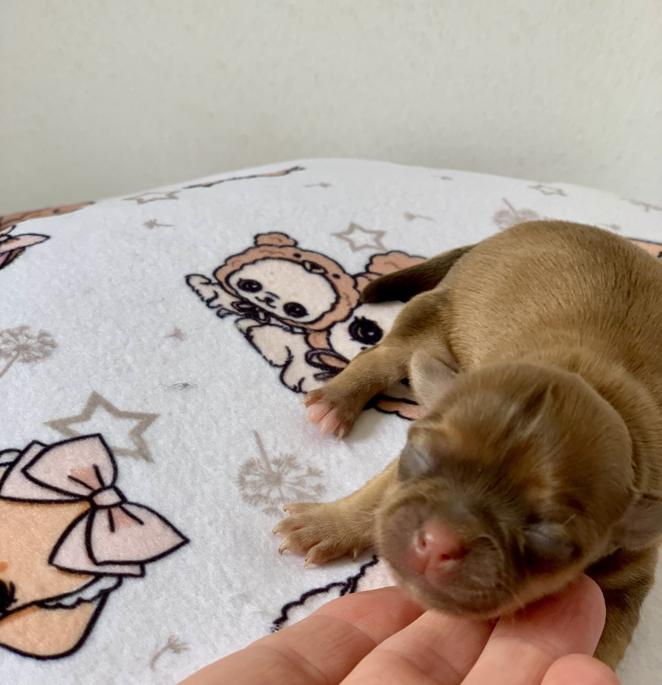 De Bloomsbury House - Chiots disponibles - Chihuahua