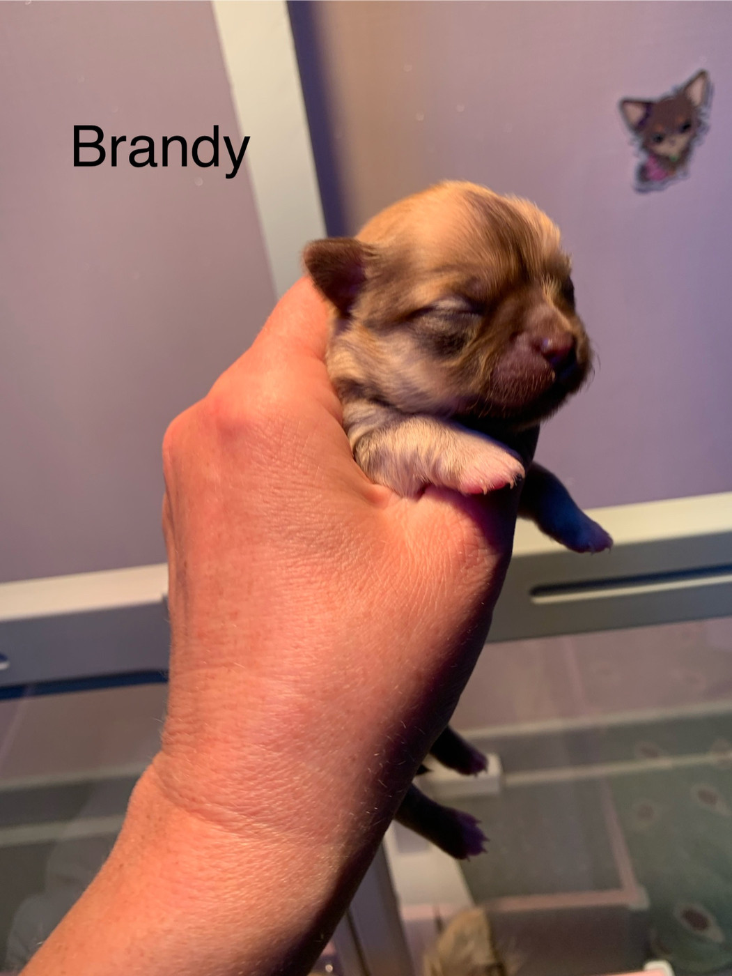 De Bloomsbury House - Chiots disponibles - Chihuahua