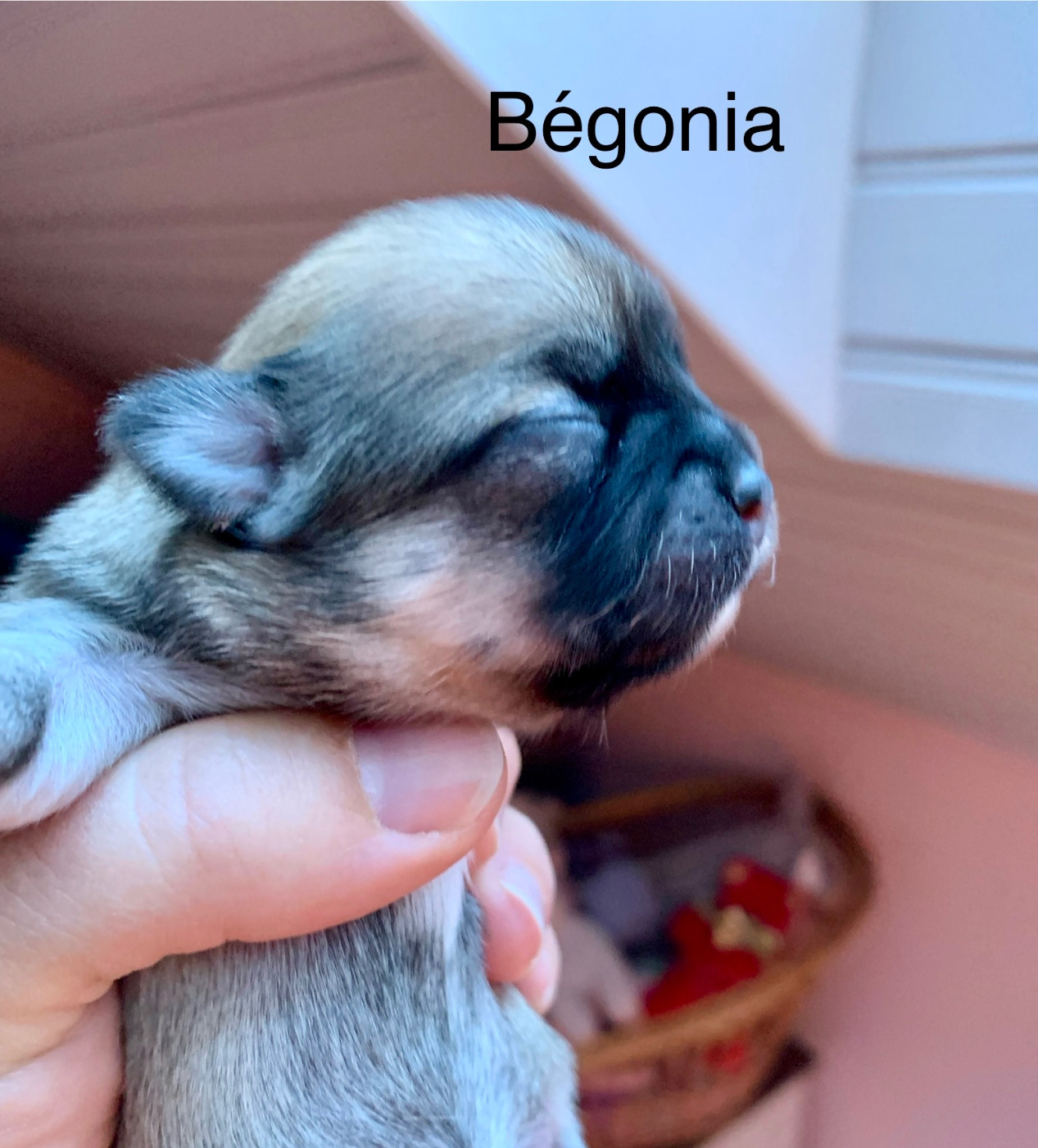 De Bloomsbury House - Chiots disponibles - Chihuahua