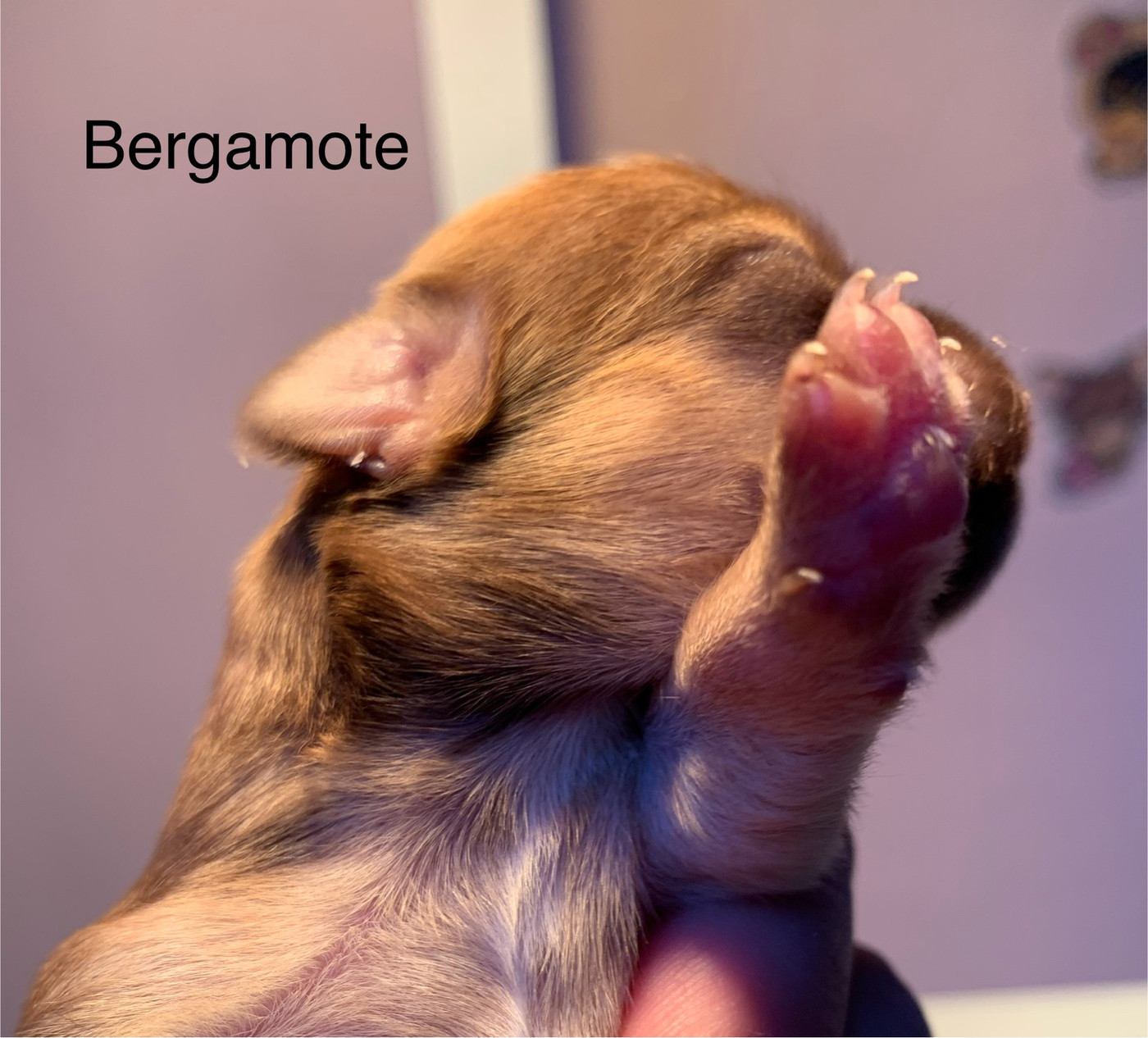 De Bloomsbury House - Chiots disponibles - Chihuahua