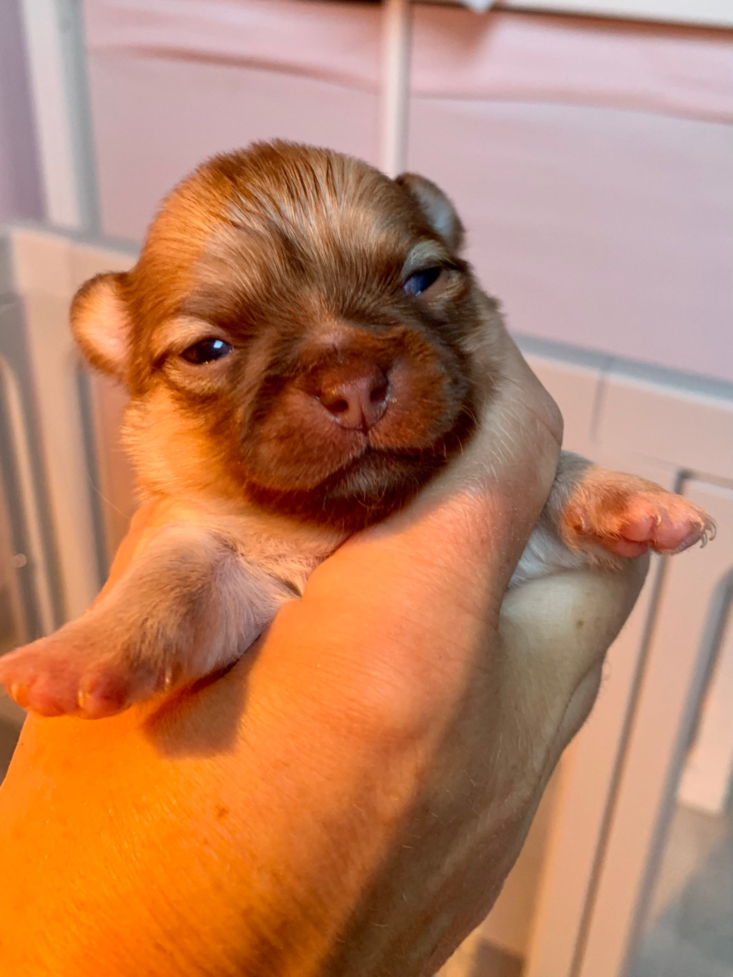 De Bloomsbury House - Chiots disponibles - Chihuahua