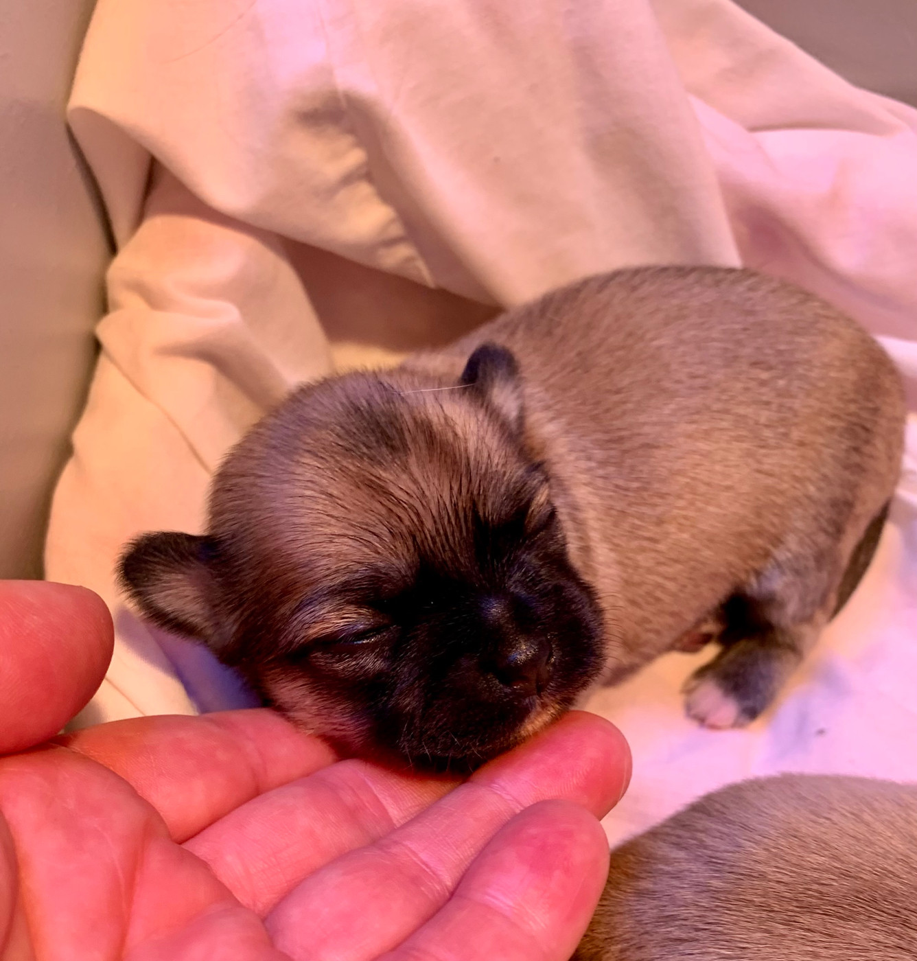 De Bloomsbury House - Chiots disponibles - Chihuahua