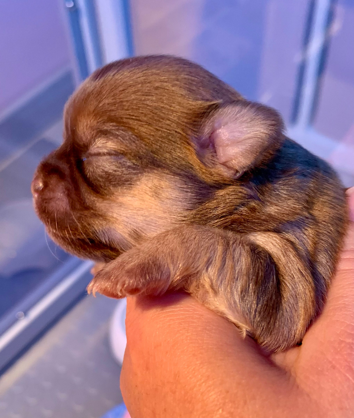 De Bloomsbury House - Chiots disponibles - Chihuahua