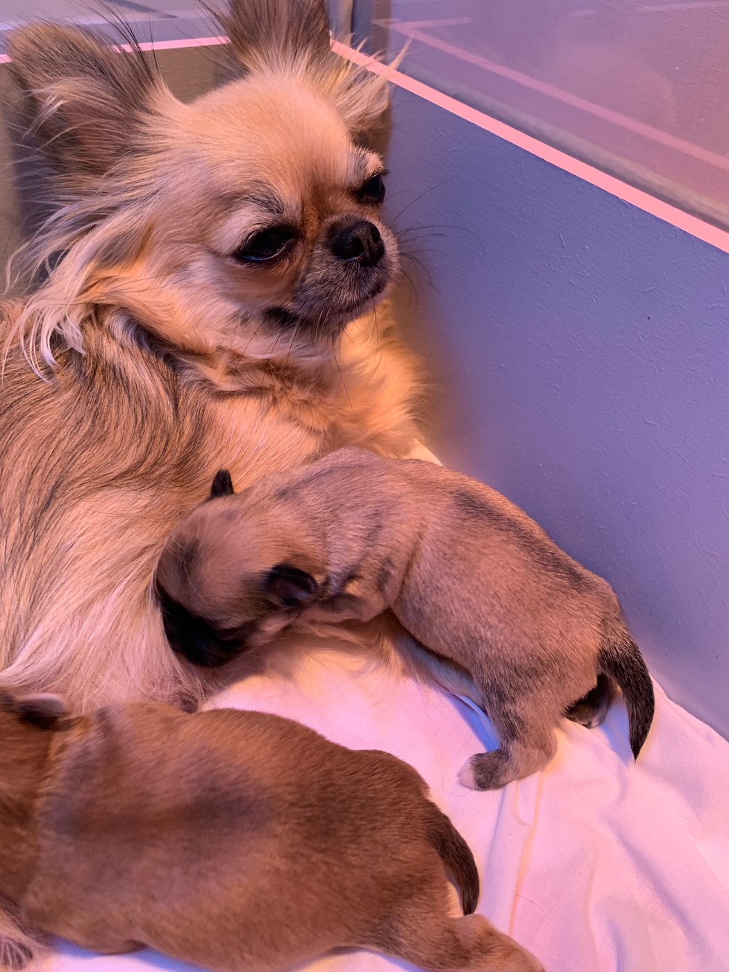 Chiot Chihuahua De Bloomsbury House