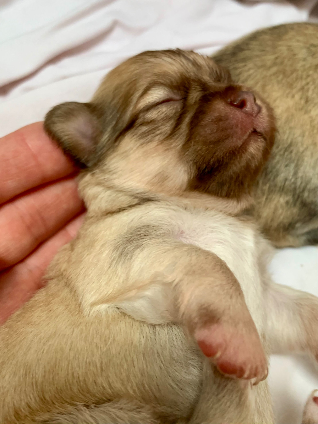 De Bloomsbury House - Chiots disponibles - Chihuahua