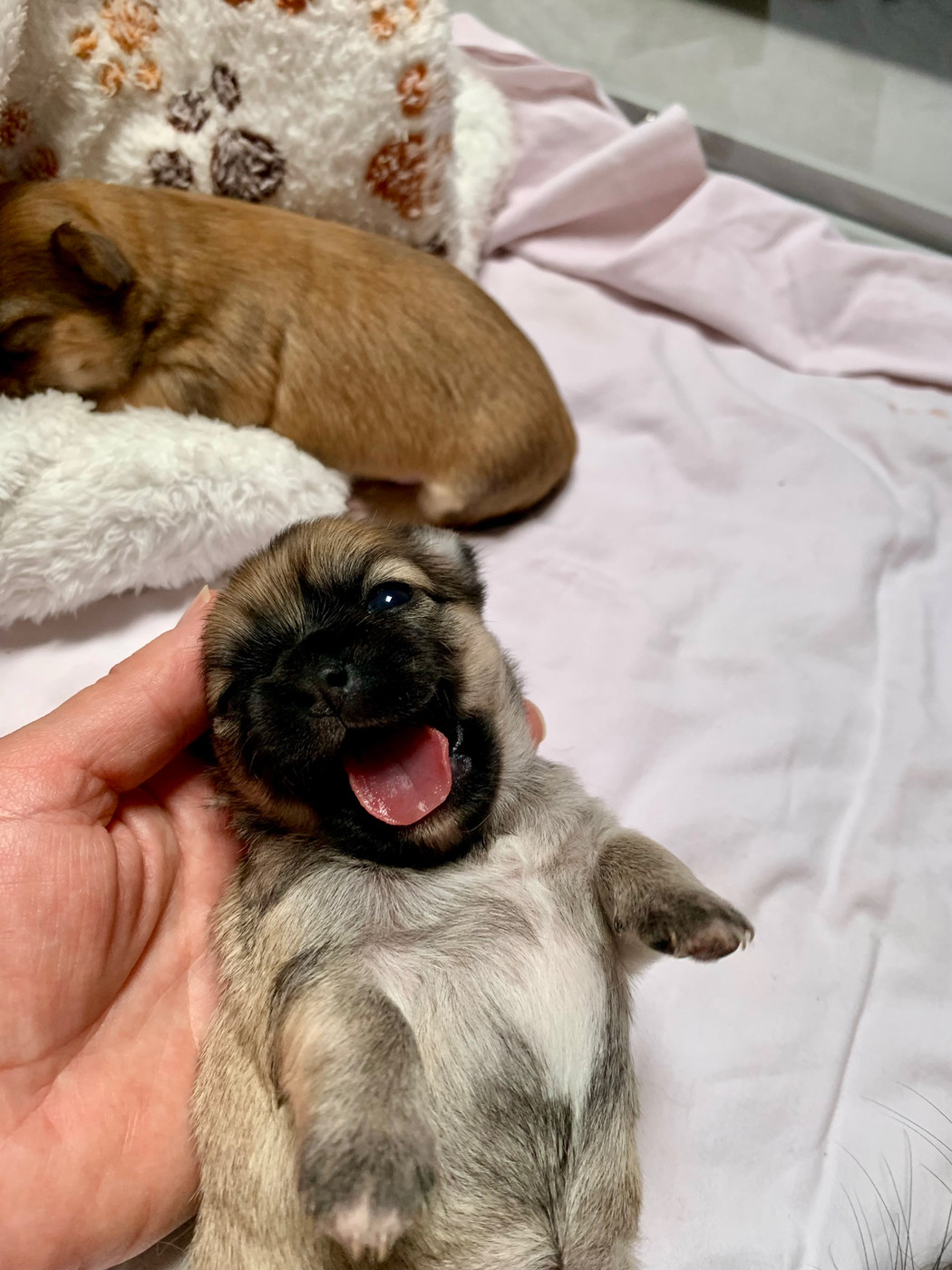De Bloomsbury House - Chiots disponibles - Chihuahua
