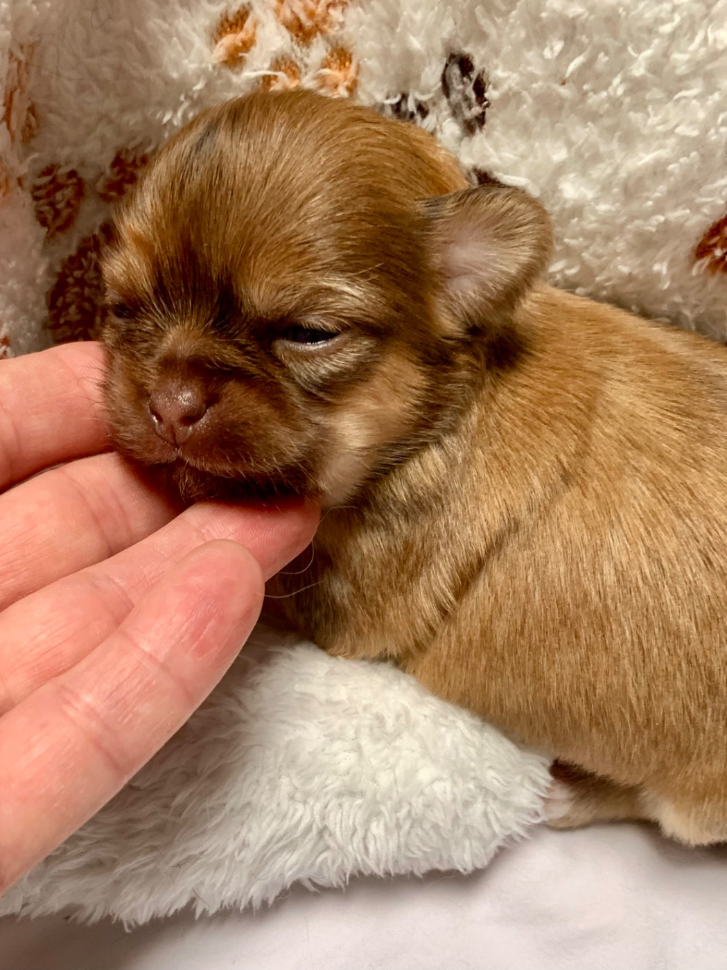 De Bloomsbury House - Chiots disponibles - Chihuahua