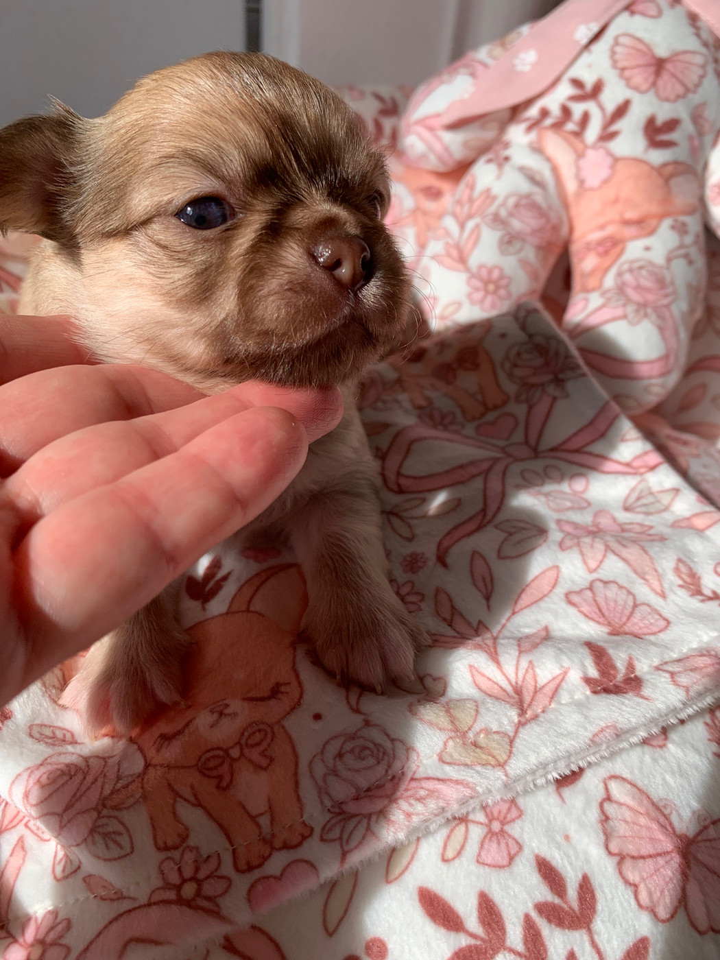 De Bloomsbury House - Chiots disponibles - Chihuahua
