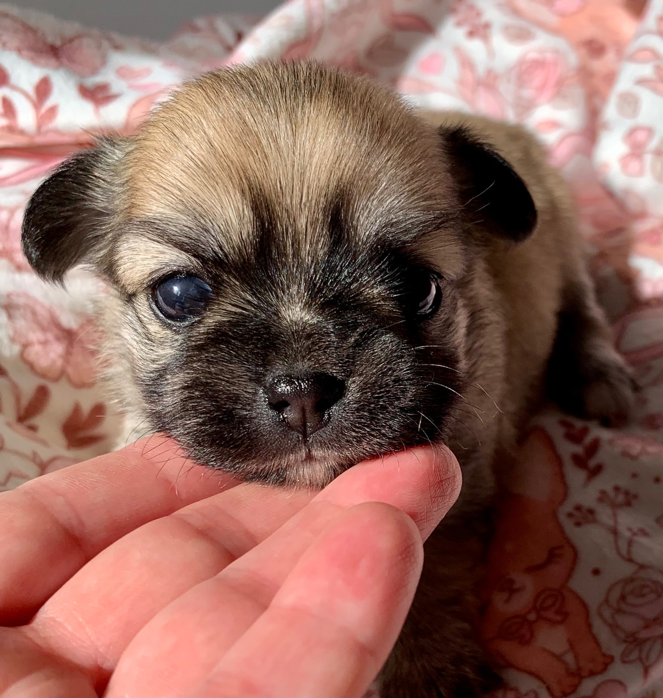 De Bloomsbury House - Chiots disponibles - Chihuahua