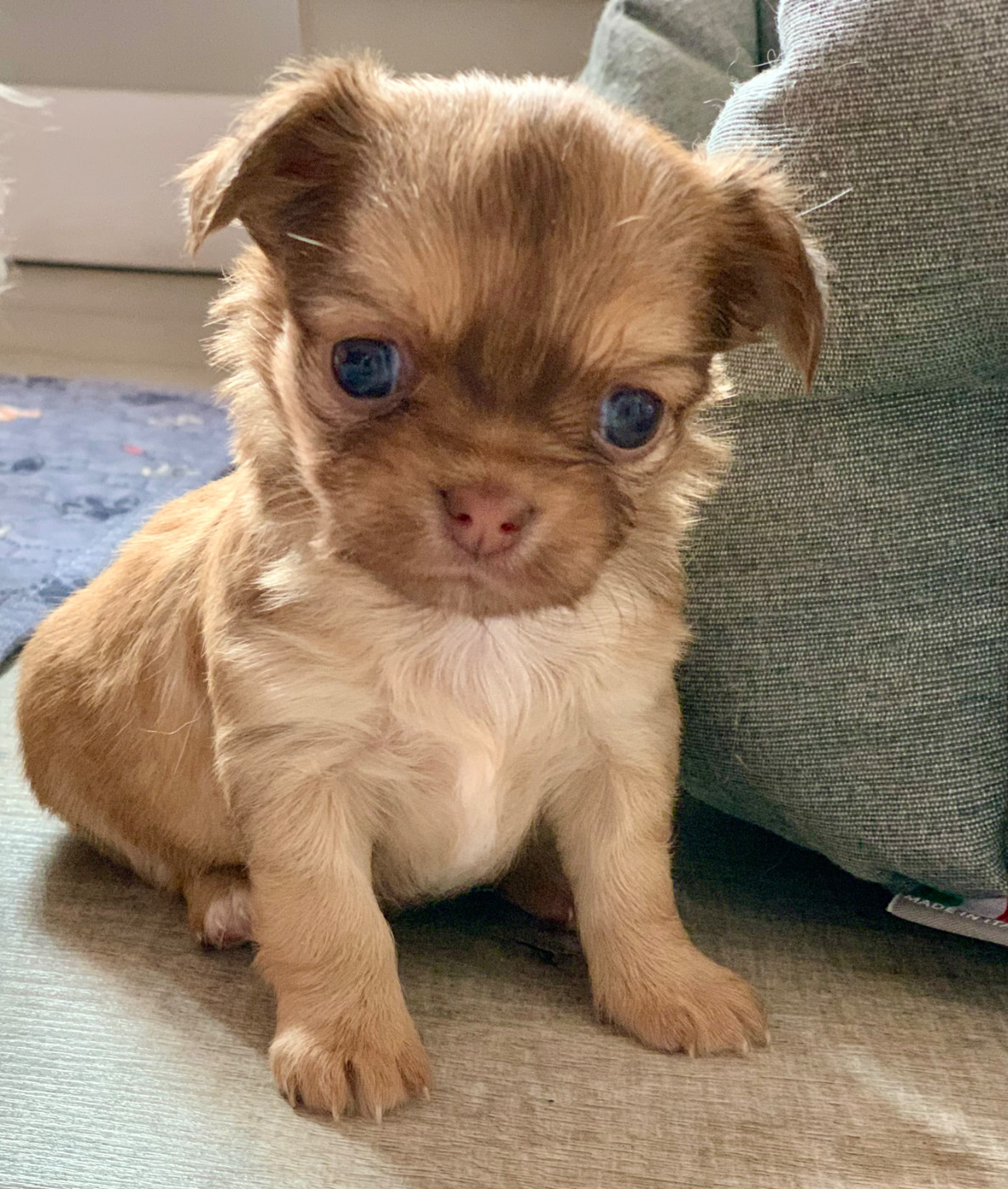 De Bloomsbury House - Chiots disponibles - Chihuahua