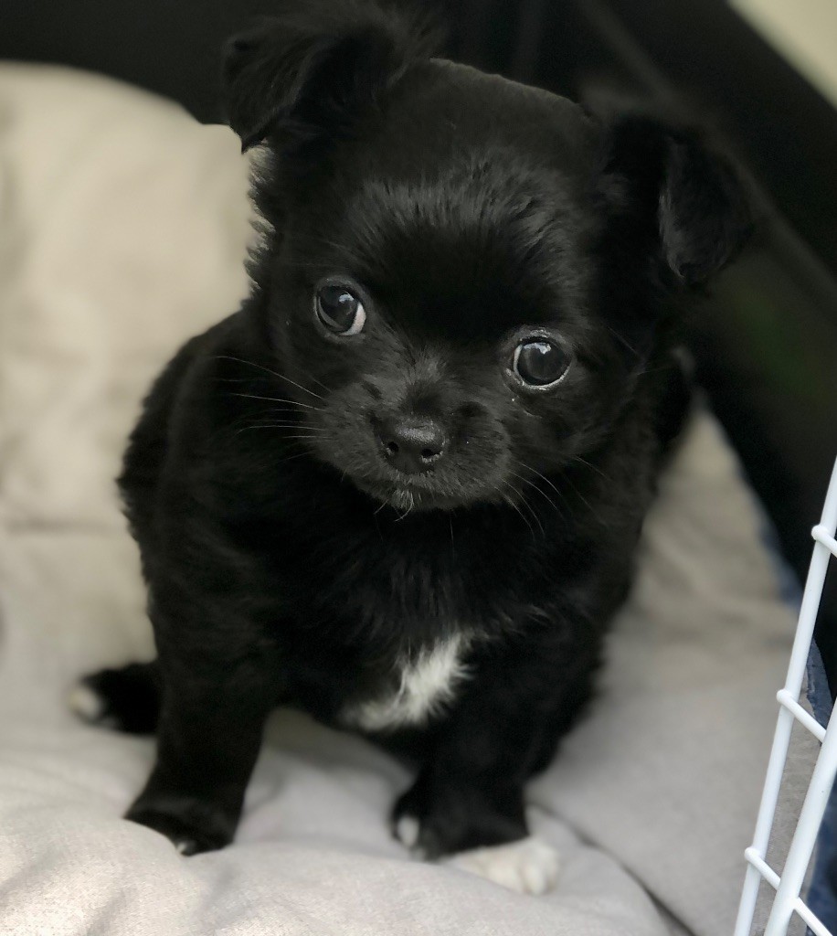 De Bloomsbury House - Chiots disponibles - Chihuahua