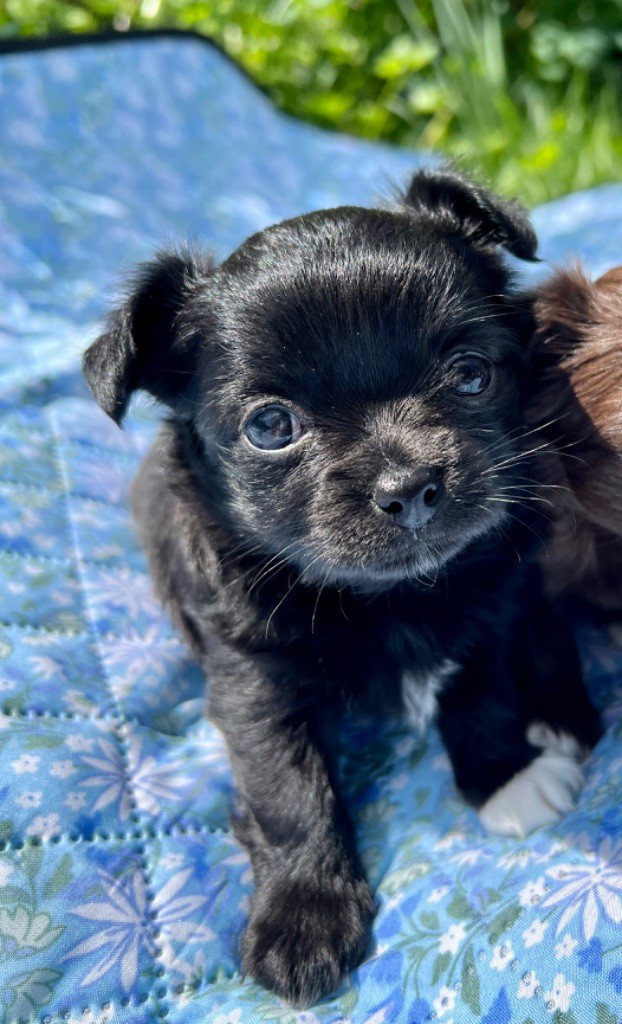 De Bloomsbury House - Chiots disponibles - Chihuahua