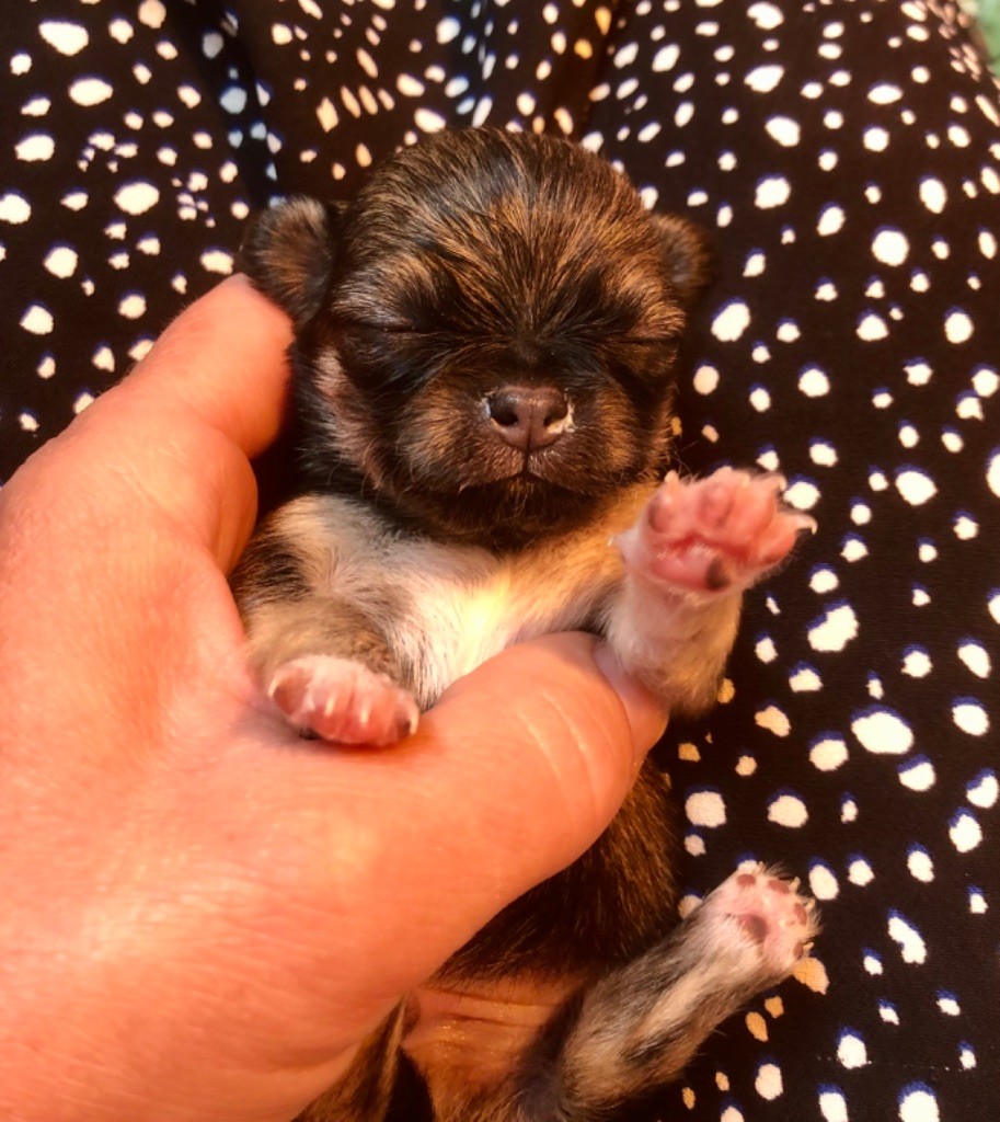 De Bloomsbury House - Chiots disponibles - Chihuahua