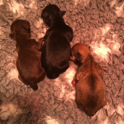 CHIOT 2