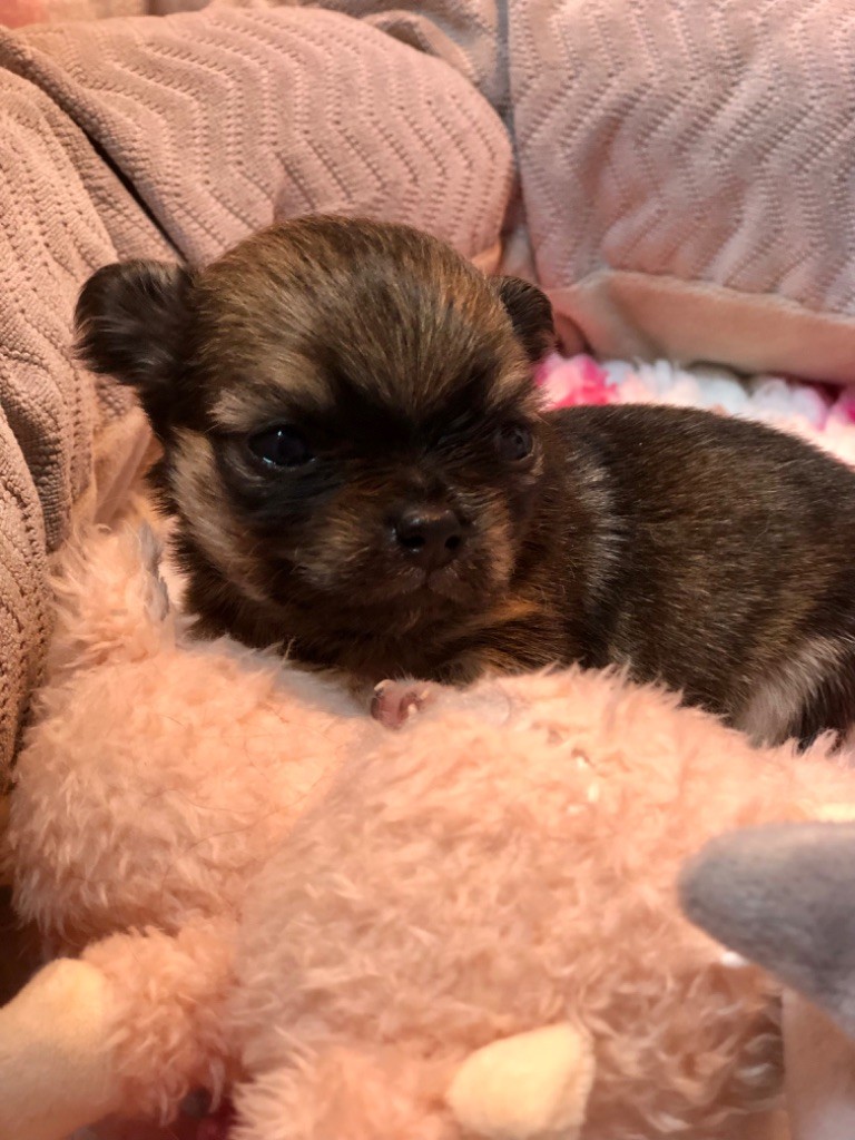 De Bloomsbury House - Chiots disponibles - Chihuahua