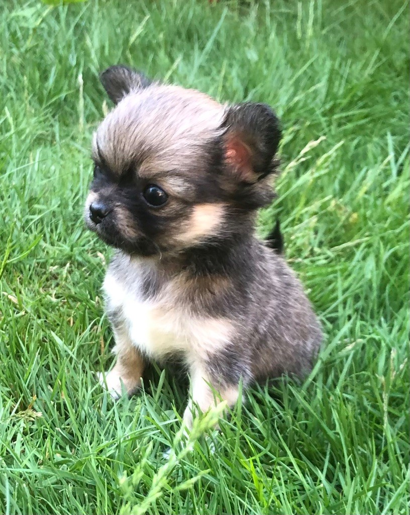 De Bloomsbury House - Chihuahua - Portée née le 12/05/2025