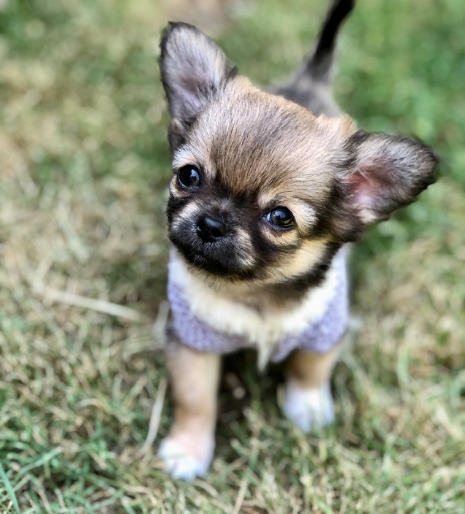 De Bloomsbury House - Chiots disponibles - Chihuahua